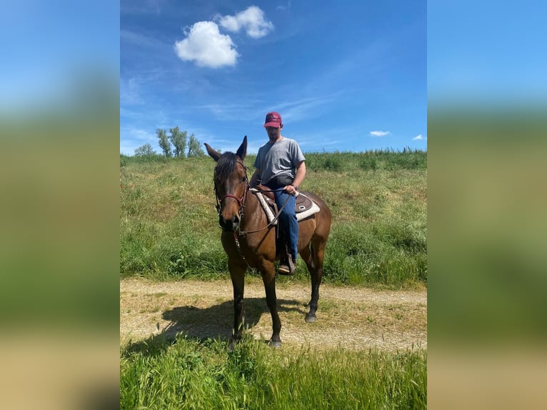 Appaloosa Mix Mare 7 years 15,1 hh Brown in Berra