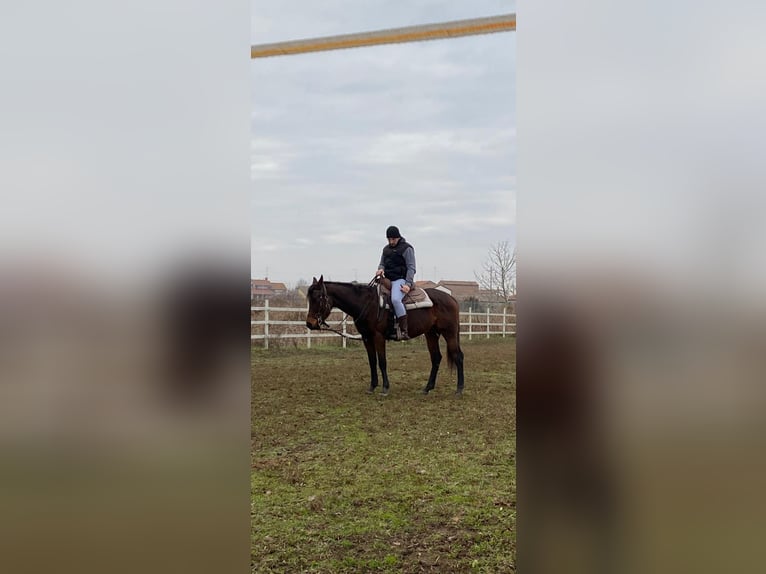 Appaloosa Mix Mare 7 years 15,1 hh Brown in Berra