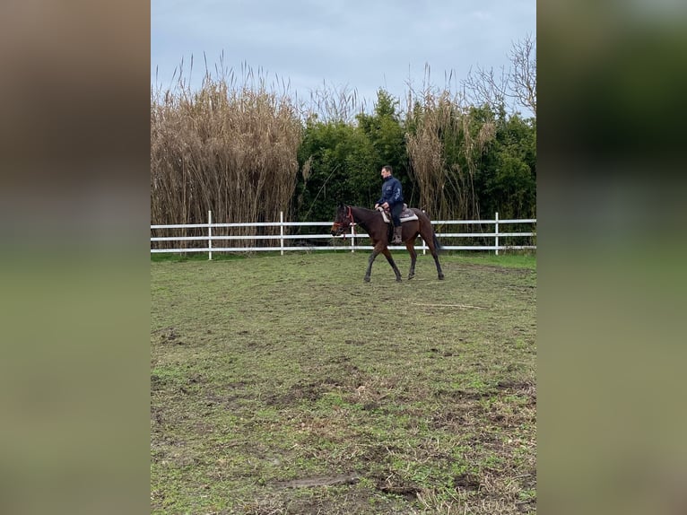 Appaloosa Mix Mare 7 years 15,1 hh Brown in Berra