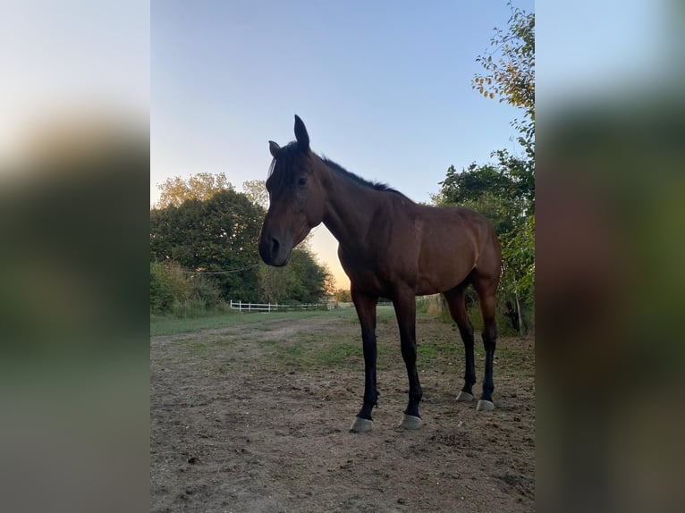 Appaloosa Mix Mare 7 years 15,1 hh Brown in Berra