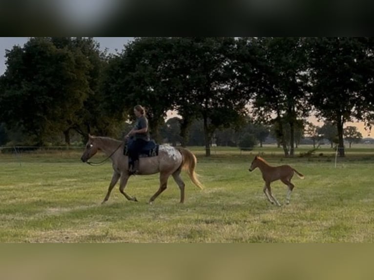 Appaloosa Mare 7 years 16 hh Roan-Red in Gro&#xDF; Ippener