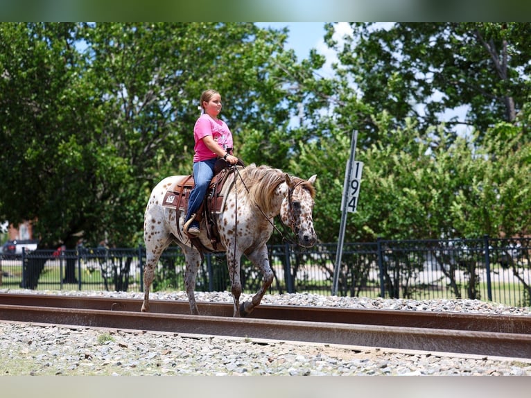 Appaloosa Mare 7 years Sorrel in Forney