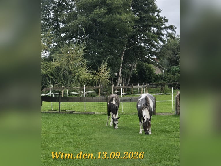 Appaloosa Mix Mare 8 years 12.1 hh Roan-Blue in Wittmund