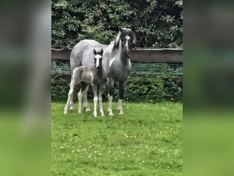 Appaloosa Mix Mare 8 years 12.1 hh Roan-Blue in Wittmund