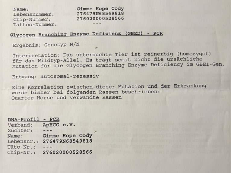 Appaloosa Mix Mare 8 years 13.3 hh Brown in Hagen im Bremischen