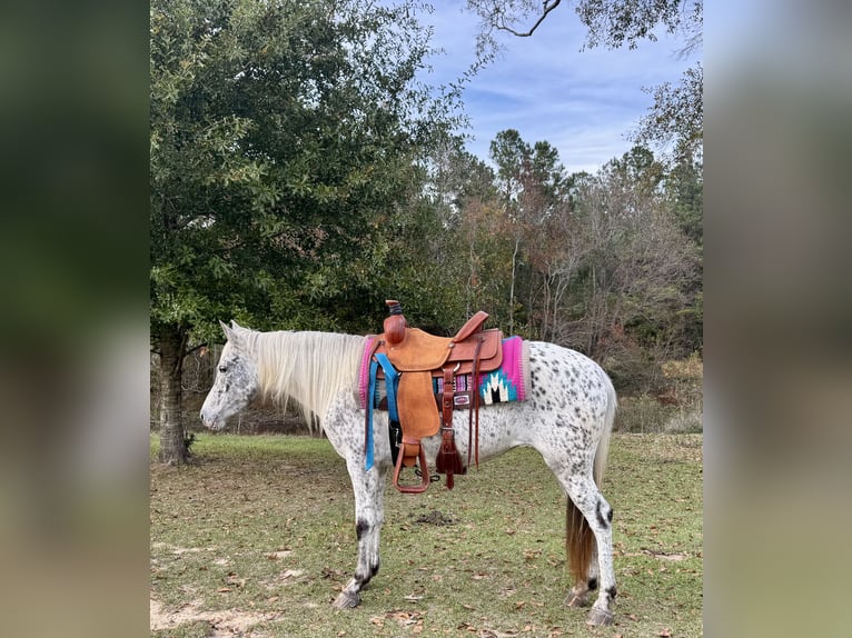 Appaloosa Mare 8 years 13.3 hh Leopard-Piebald in Kentwood