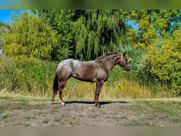 Appaloosa Mare 8 years 13,2 hh Chestnut in Fort Collins, CO