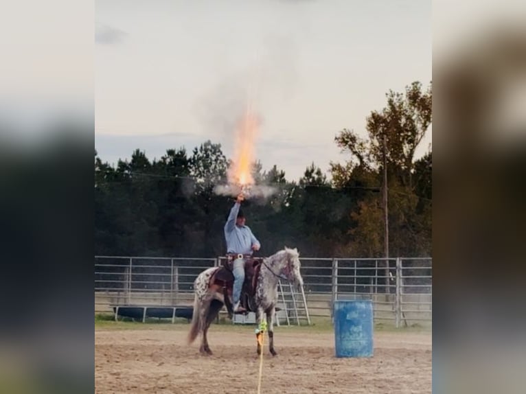 Appaloosa Mare 8 years 13,3 hh Leopard-Piebald in Kentwood