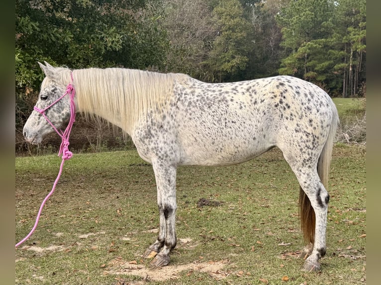 Appaloosa Mare 8 years 13,3 hh Leopard-Piebald in Kentwood