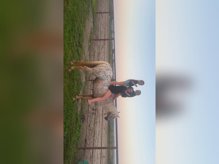 Appaloosa Mare 8 years 14.1 hh Palomino in Princeton MO