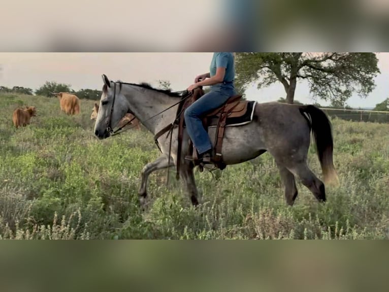 Appaloosa Mare 8 years 14.1 hh Palomino in Princeton MO