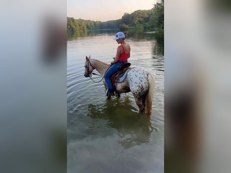 Appaloosa Mare 8 years 14.1 hh Palomino in Princeton MO