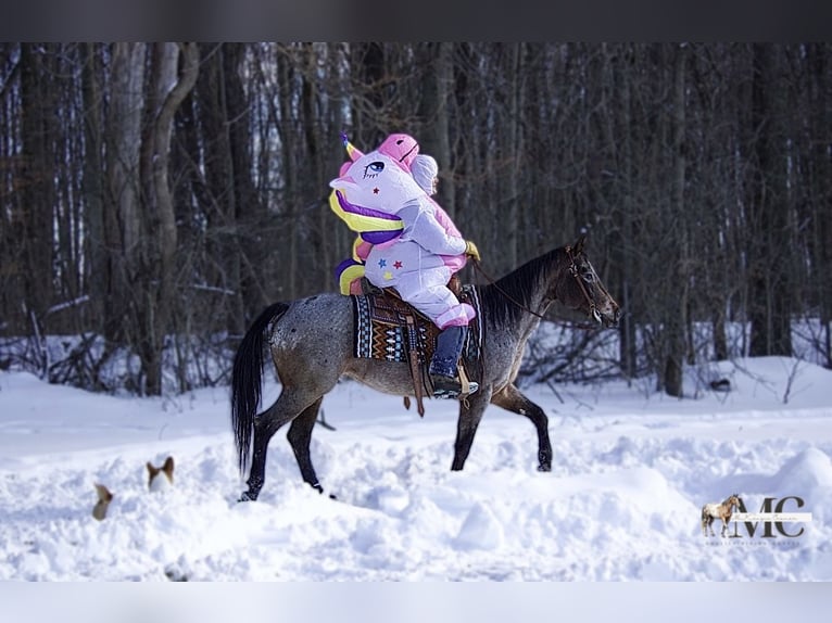 Appaloosa Mare 8 years 14.2 hh Roan-Bay in North Bloomfield