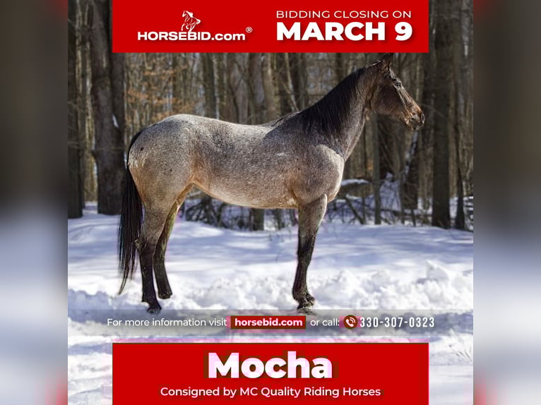 Appaloosa Mare 8 years 14.2 hh Roan-Bay in North Bloomfield