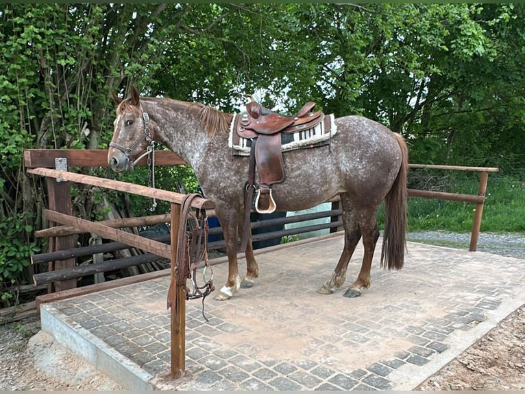Appaloosa Mare 8 years 14.2 hh Roan-Red in Lichtenau