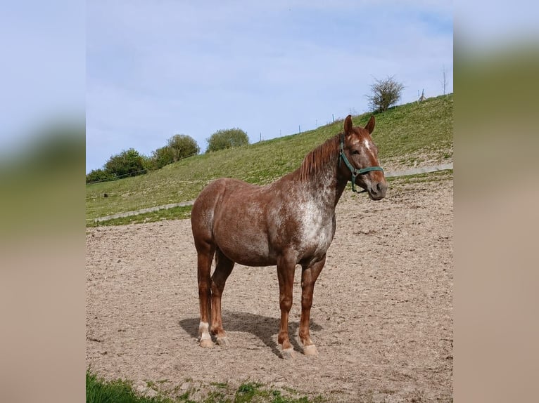 Appaloosa Mare 8 years 14.2 hh Roan-Red in Lichtenau