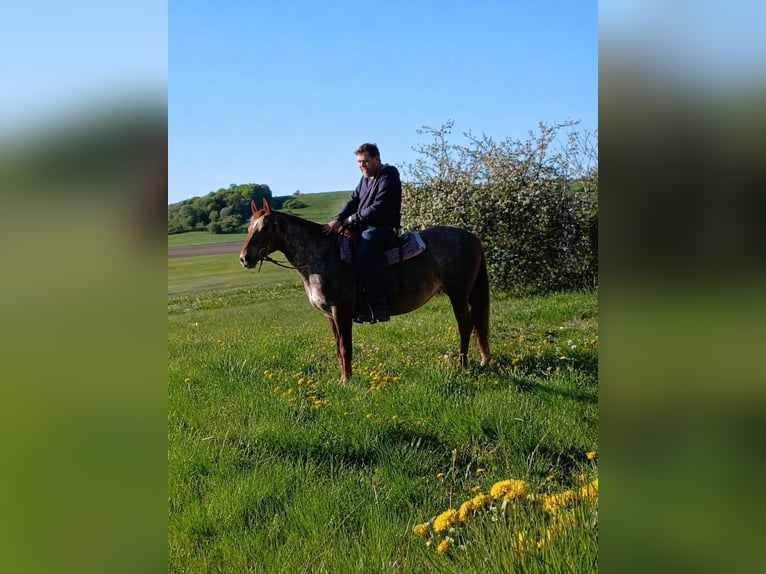 Appaloosa Mare 8 years 14.2 hh Roan-Red in Lichtenau