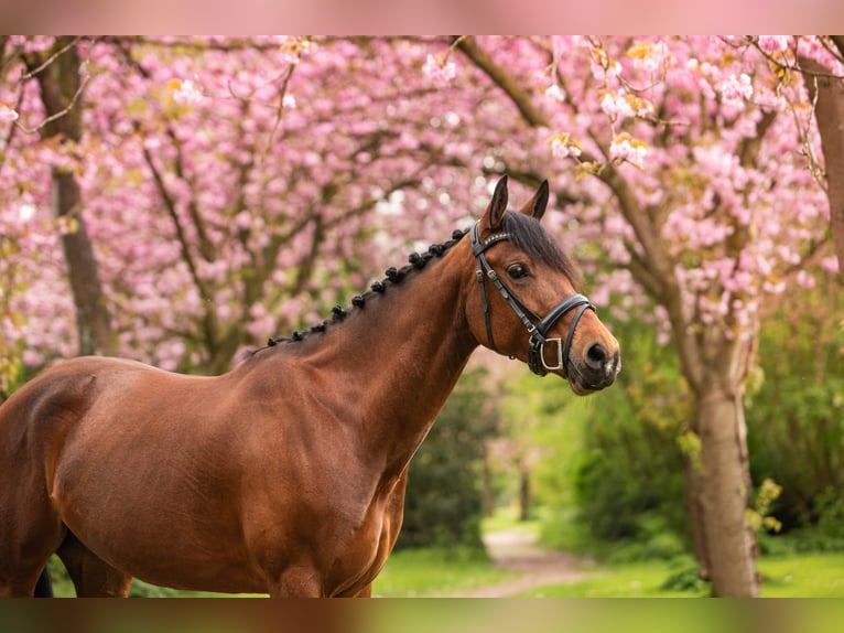Appaloosa Mix Mare 8 years 14.3 hh Brown in Koudum