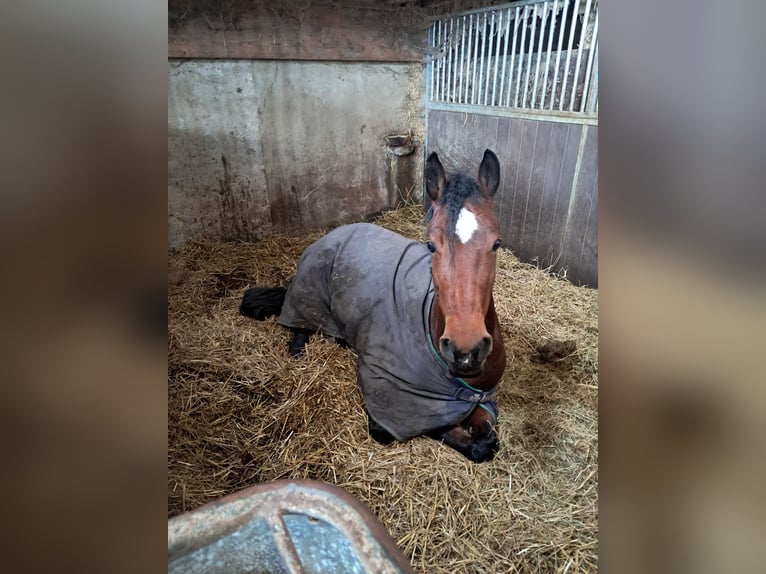 Appaloosa Mix Mare 8 years 14.3 hh Brown in Koudum