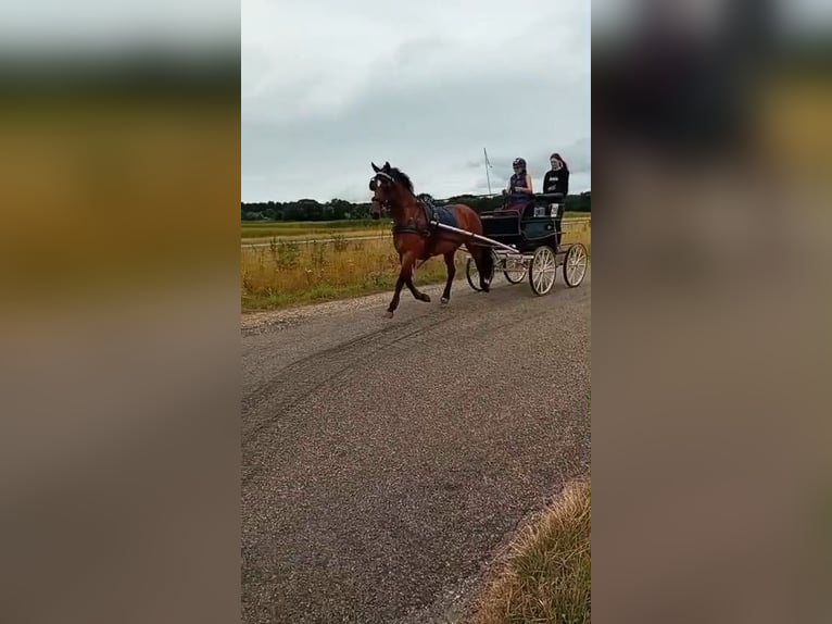 Appaloosa Mix Mare 8 years 14.3 hh Brown in Koudum