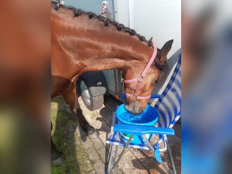 Appaloosa Mix Mare 8 years 14.3 hh Brown in Koudum