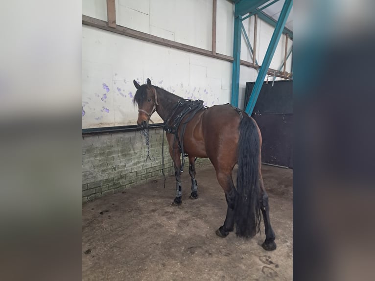 Appaloosa Mix Mare 8 years 14.3 hh Brown in Koudum