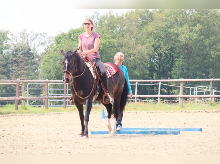 Appaloosa Mare 8 years 14,3 hh Brown in Oldenburg