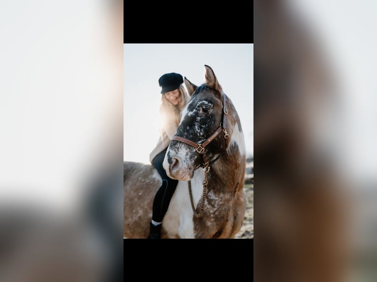 Appaloosa Mix Mare 8 years 14.3 hh  in Friedland