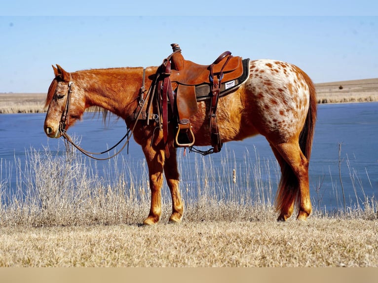 Appaloosa Mare 8 years 14 hh Roan-Red in Valley Springs