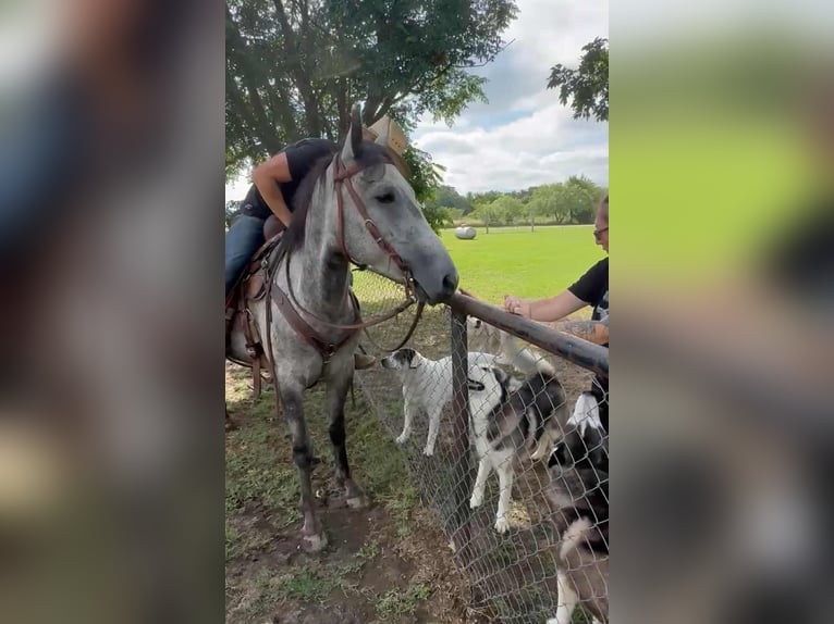 Appaloosa Mare 8 years 14,1 hh Palomino in Princeton MO