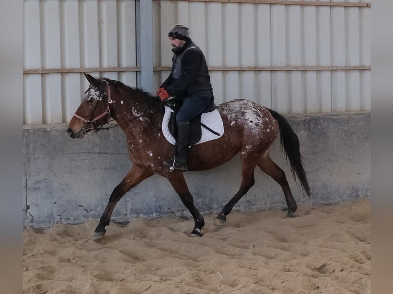 Appaloosa Mare 8 years 14,3 hh Leopard-Piebald in Buttstädt