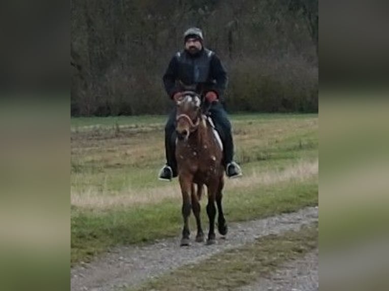 Appaloosa Mare 8 years 14,3 hh Leopard-Piebald in Buttst&#xE4;dt