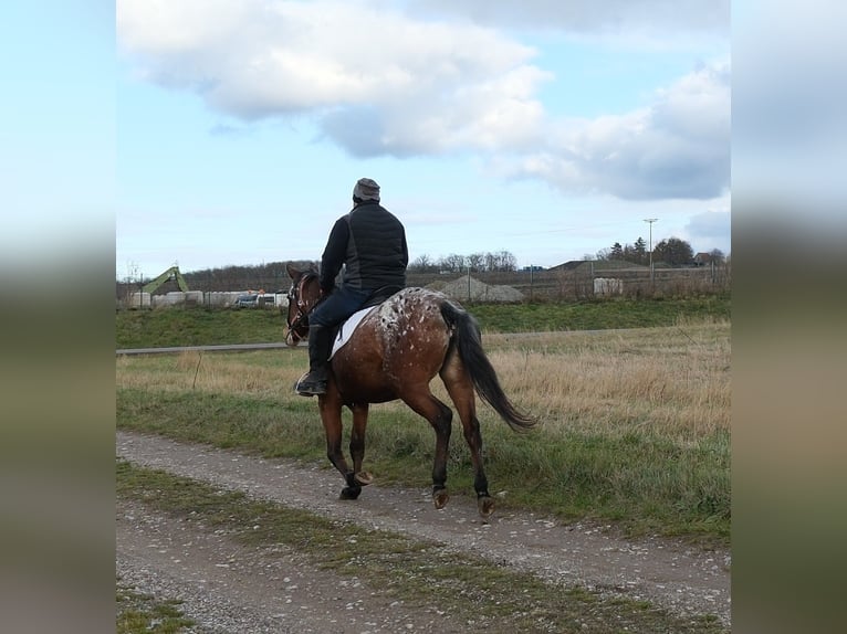 Appaloosa Mare 8 years 14,3 hh Leopard-Piebald in Buttstädt