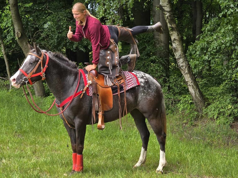 Appaloosa Mare 8 years 14,3 hh Leopard-Piebald in Linkenbach
