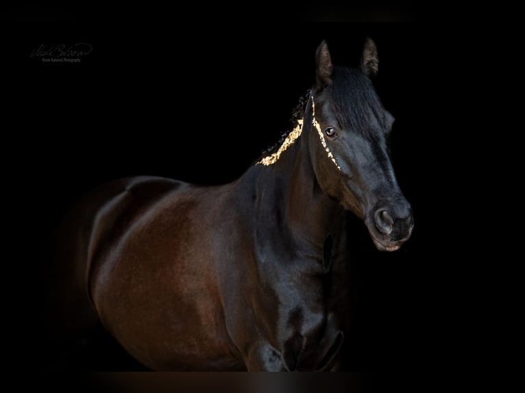 Appaloosa Mix Mare 8 years 15 hh Bay-Dark in Ziesendorf