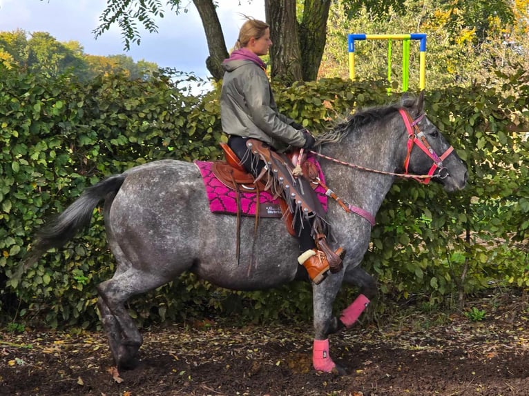 Appaloosa Mix Mare 8 years 15 hh Leopard-Piebald in Linkenbach