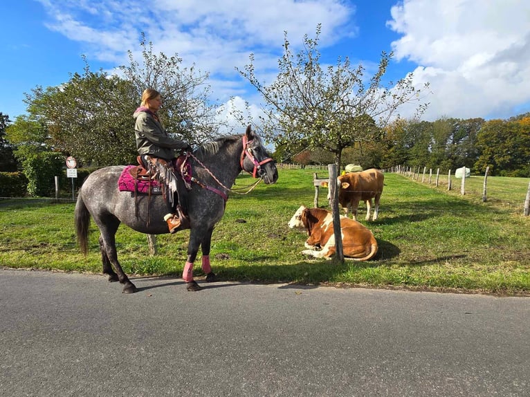 Appaloosa Mix Mare 8 years 15 hh Leopard-Piebald in Linkenbach