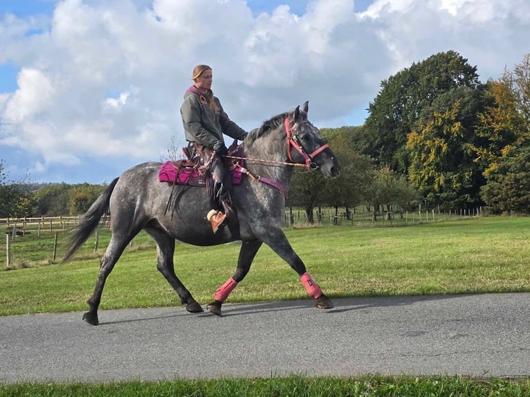 Appaloosa Mix Mare 8 years 15 hh Leopard-Piebald in Linkenbach