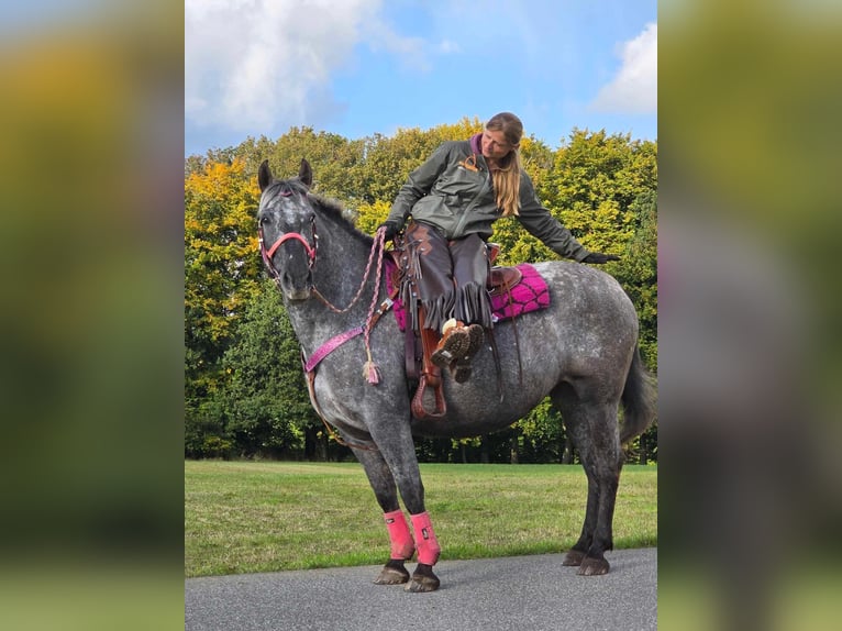 Appaloosa Mix Mare 8 years 15 hh Leopard-Piebald in Linkenbach