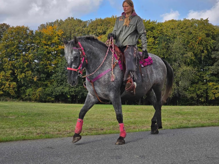 Appaloosa Mix Mare 8 years 15 hh Leopard-Piebald in Linkenbach