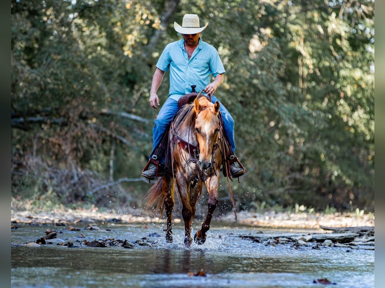 Appaloosa Mare 8 years 15,1 hh Chestnut in Santa Fe