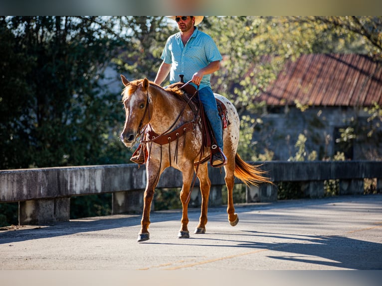 Appaloosa Mare 8 years 15,1 hh Chestnut in Santa Fe