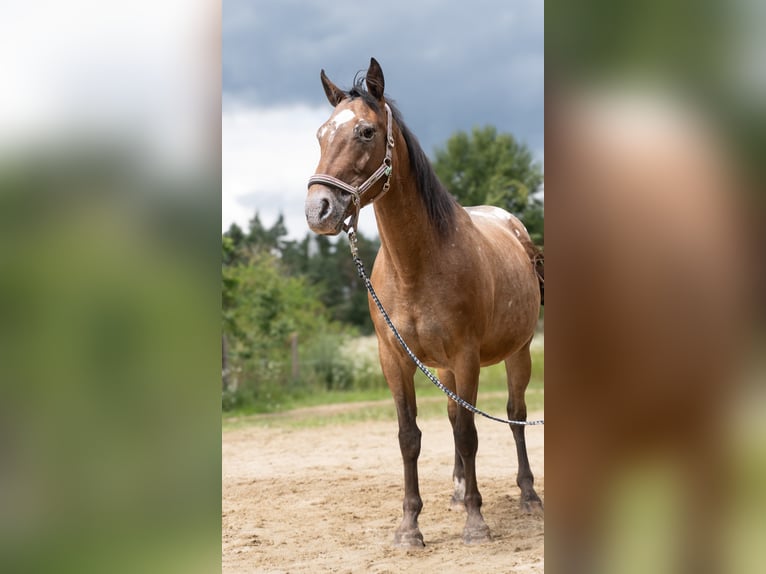 Appaloosa Mix Mare 8 years 15,1 hh Leopard-Piebald in Freienorla