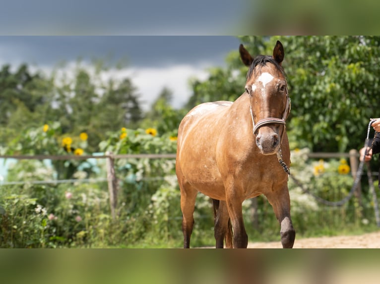 Appaloosa Mix Mare 8 years 15,1 hh Leopard-Piebald in Freienorla