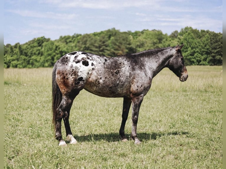 Appaloosa Mare 8 years in Lyles, TN