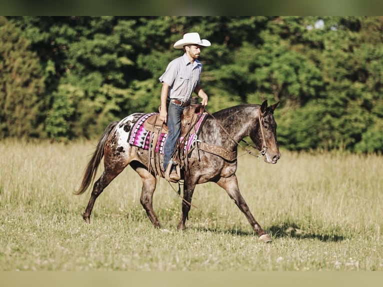 Appaloosa Mare 8 years in Lyles, TN