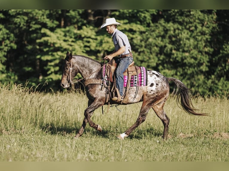 Appaloosa Mare 8 years in Lyles, TN