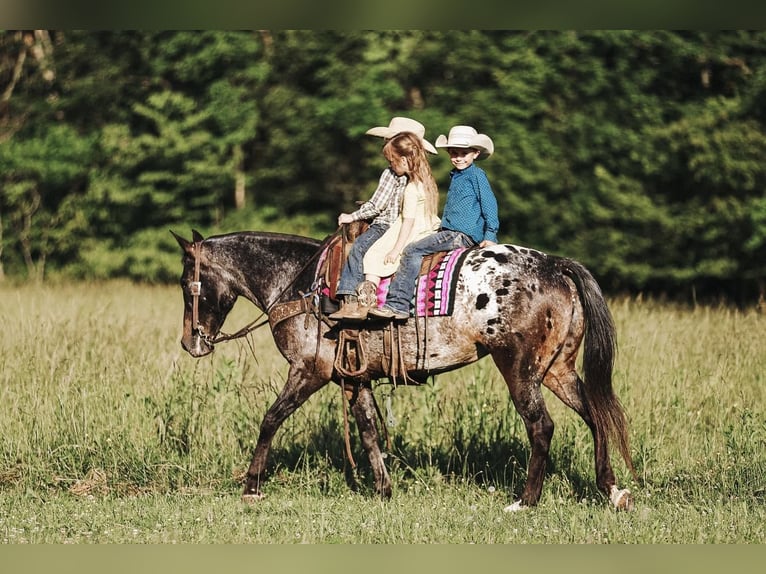 Appaloosa Mare 8 years in Lyles, TN