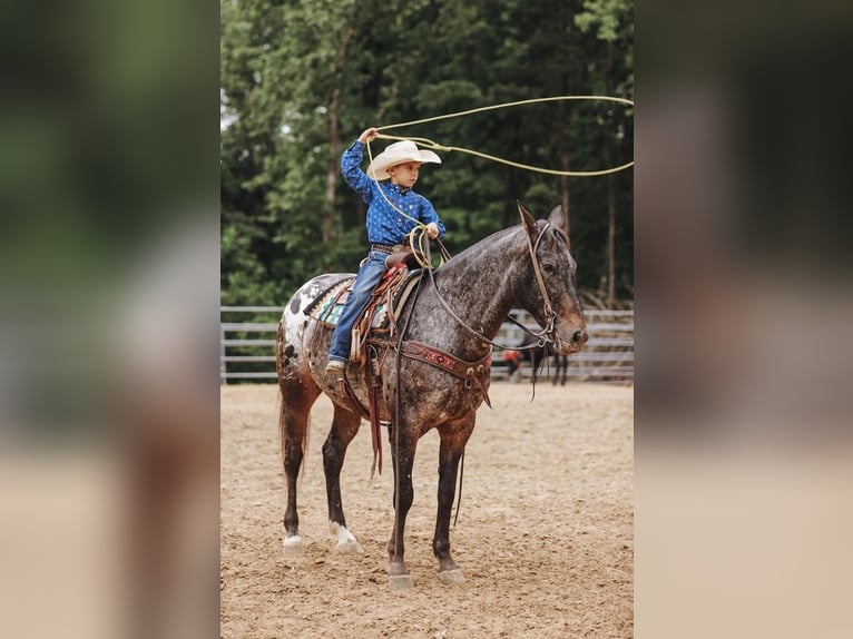 Appaloosa Mare 8 years in Lyles, TN