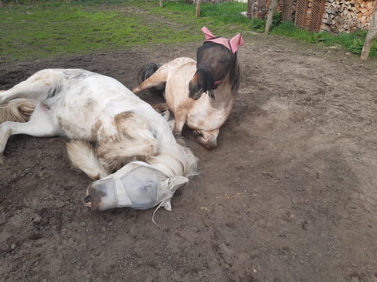 Appaloosa Mix Mare 9 years 13,2 hh Leopard-Piebald in Arnsberg